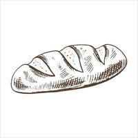 Vector hand drawn illustration of bread. Brown and white drawing isolated on white background. Sketch icon and bakery element for print, web, mobile and infographics.