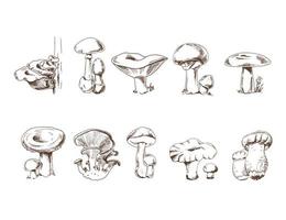 Vector sketch Collection of different edible and poisonous mushrooms. Sketch illustration for print, web, mobile and infographics.