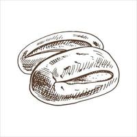 Vector hand drawn illustration of loaf of bread, baguette. Brown and white drawing isolated on white background. Sketch icon and bakery element for print, web, mobile and infographics.