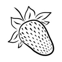 dibujo lineal vectorial de fresas sobre un fondo blanco vector