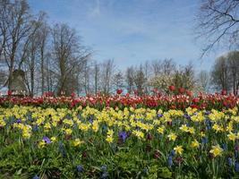 Tulips in the netherlands photo