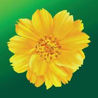 Hand drawn realistic watercolor yellow cosmos flower, yellow wildflowers, vector illustration