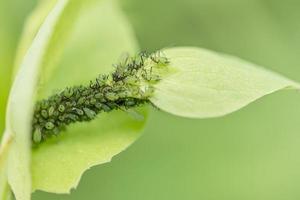 larvae on leaf photo