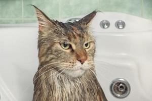 Wet cat in the bath photo