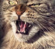 Angry cat muzzle photo