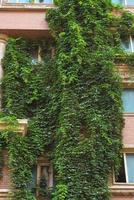 fachada de un edificio con una planta foto