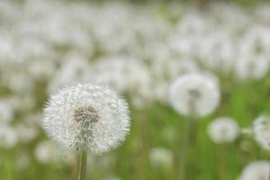 white dandelion in the meadow photo