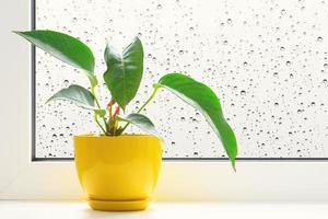 Flower on the windowsill photo