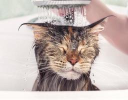 Wet cat in bath photo