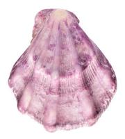 Shell. sea clam photo