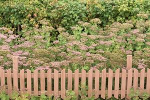 flower bed with a fence photo
