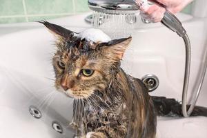 gato mojado en el baño foto