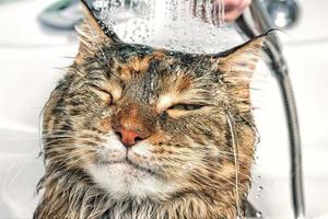 Wet cat in the bath photo