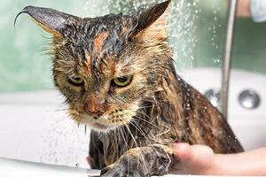 Cat bath. wet cat