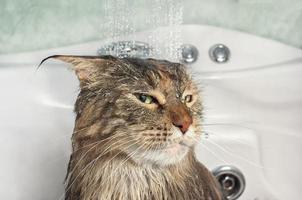 Wet cat in the bath photo