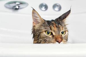 gato mojado en el baño foto