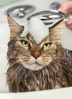 gato mojado en el baño foto