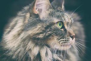 Beautiful cat on a dark background photo