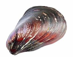 Shell. sea clam photo