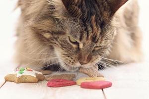 gato comiendo primer plano foto