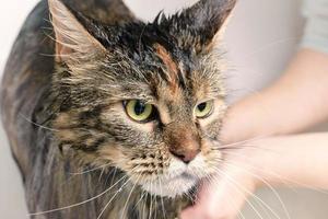 Wet cat in the bath photo