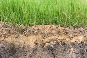 cut of soil and grass photo