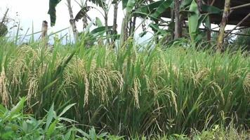 natürliche Reispflanzen, die vom Wind bewegt werden. grünes umweltkonzept video