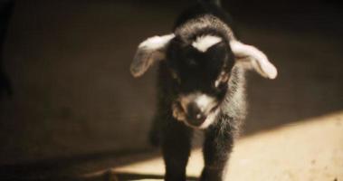 Newborn baby goat on a farm, with sun lighting, slow motion. BMPCC 4K video