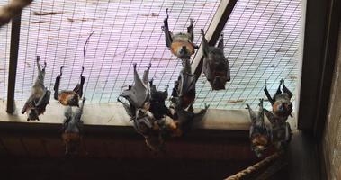 grupo de murciélagos zorro volador de cabeza gris colgando boca abajo. bmpcc 4k video