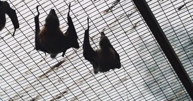 pequeño grupo de murciélagos zorro volador de cabeza gris moviéndose. bmpcc 4k video