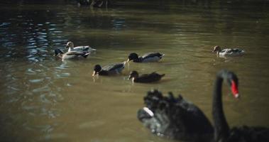 Gruppe von Enten, die an einem sonnigen Tag im See schwimmen video
