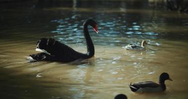 Adult black swan swimming in the lake, with ducks surrounding it. video