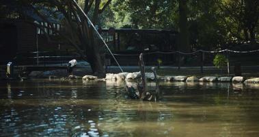 Stork is standing next to the lake at the bird farm on a sunny day. video