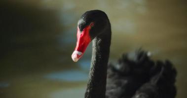 vuxen svart svan i sjön på en solig dag. fredlig vatten bakgrund. video