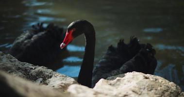 Adult black swan at the lake's edge on a sunny day. video