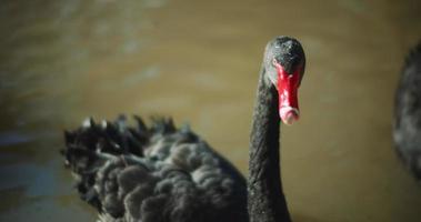 dos cisnes negros adultos en el lago en un día soleado. video