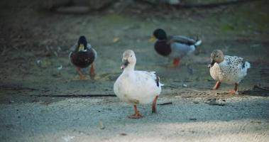 Group of ducks walking around on the ground on a sunny day. video