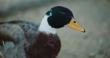 Beautiful male adult mallard duck looking around on a sunny day. video