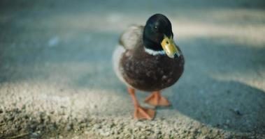Beautiful male adult mallard duck looking around on a sunny day. video