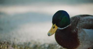 Beautiful male adult mallard duck shaking its head and looking around video