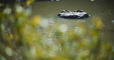 groep schildpadden zittend op een rots in het midden van een meer op een zonnige dag video