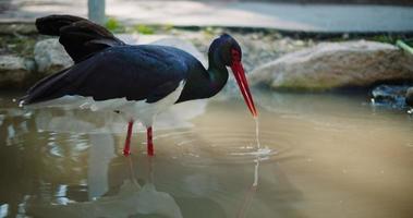 Adult black stock drinking water from the lake. video