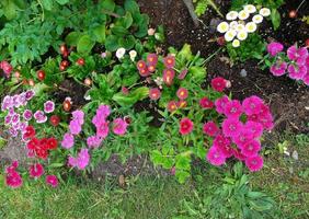 garden flowers. daisies and carnations. photo