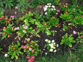 garden flowers. daisies. photo