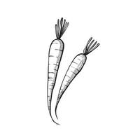 boceto de ilustración de zanahoria. técnica de dibujo a mano. ilustración de arte lineal vector