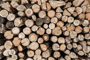 Photography on theme big wall of stacked oak tree logs in cracks photo