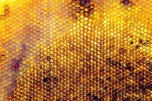 Honeycomb from bee hive filled with golden honey photo