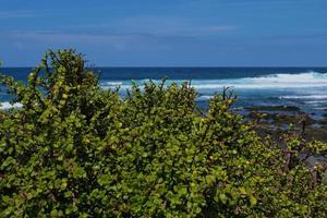 Crassula ovata in front of the Atlantic photo