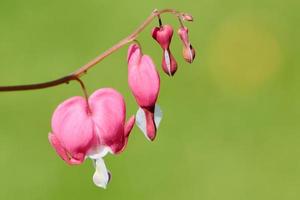 macro of bleeding heart plant in Latin lamprocapnos spectabilis with green bokeh photo