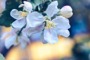 Beautiful white apple blossom flowers in spring time. Background with flowering apple tree. Inspirational natural floral spring blooming garden or park. Flower art design. Selective focus. photo